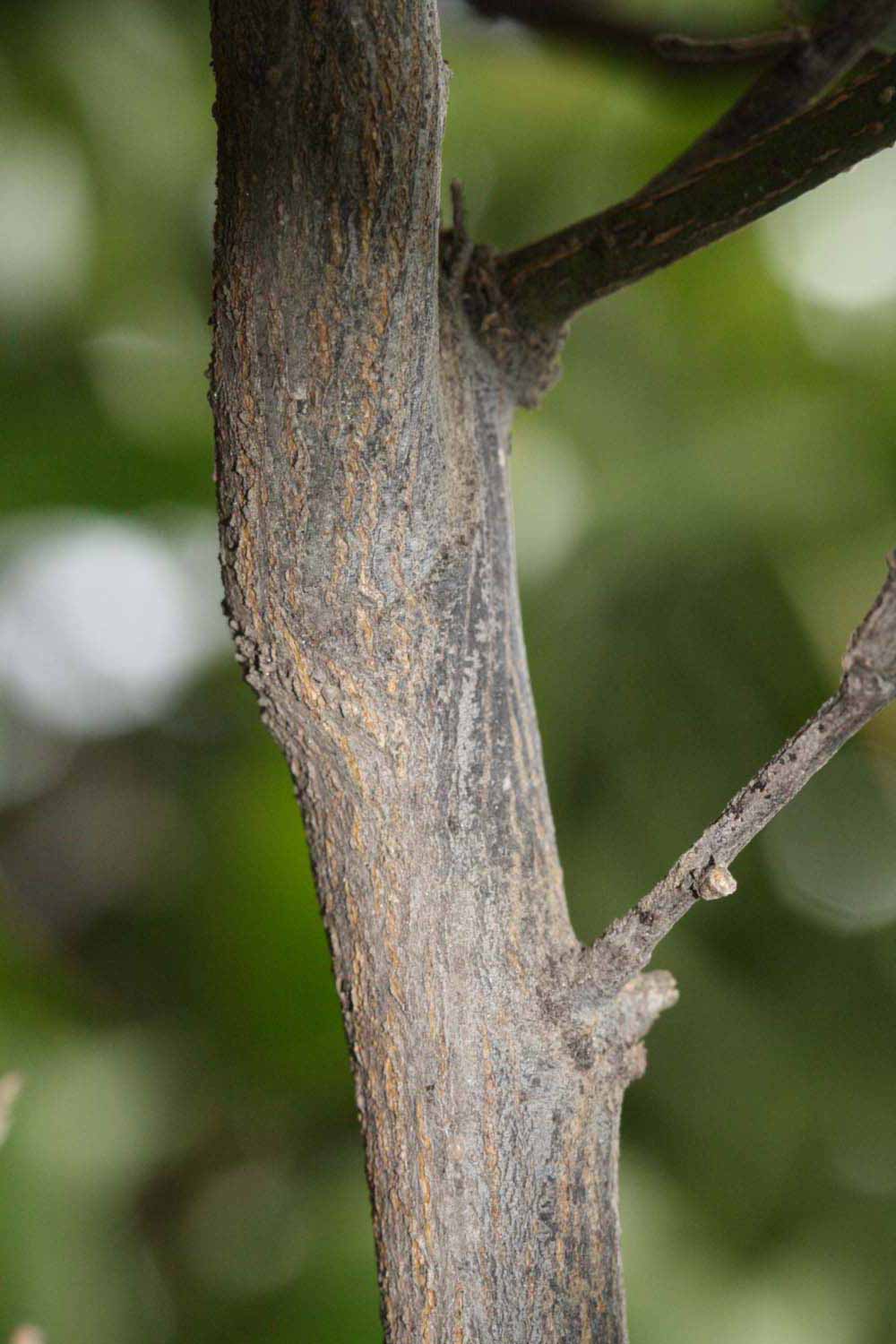              Second - third year twig (Riverside, CA)       